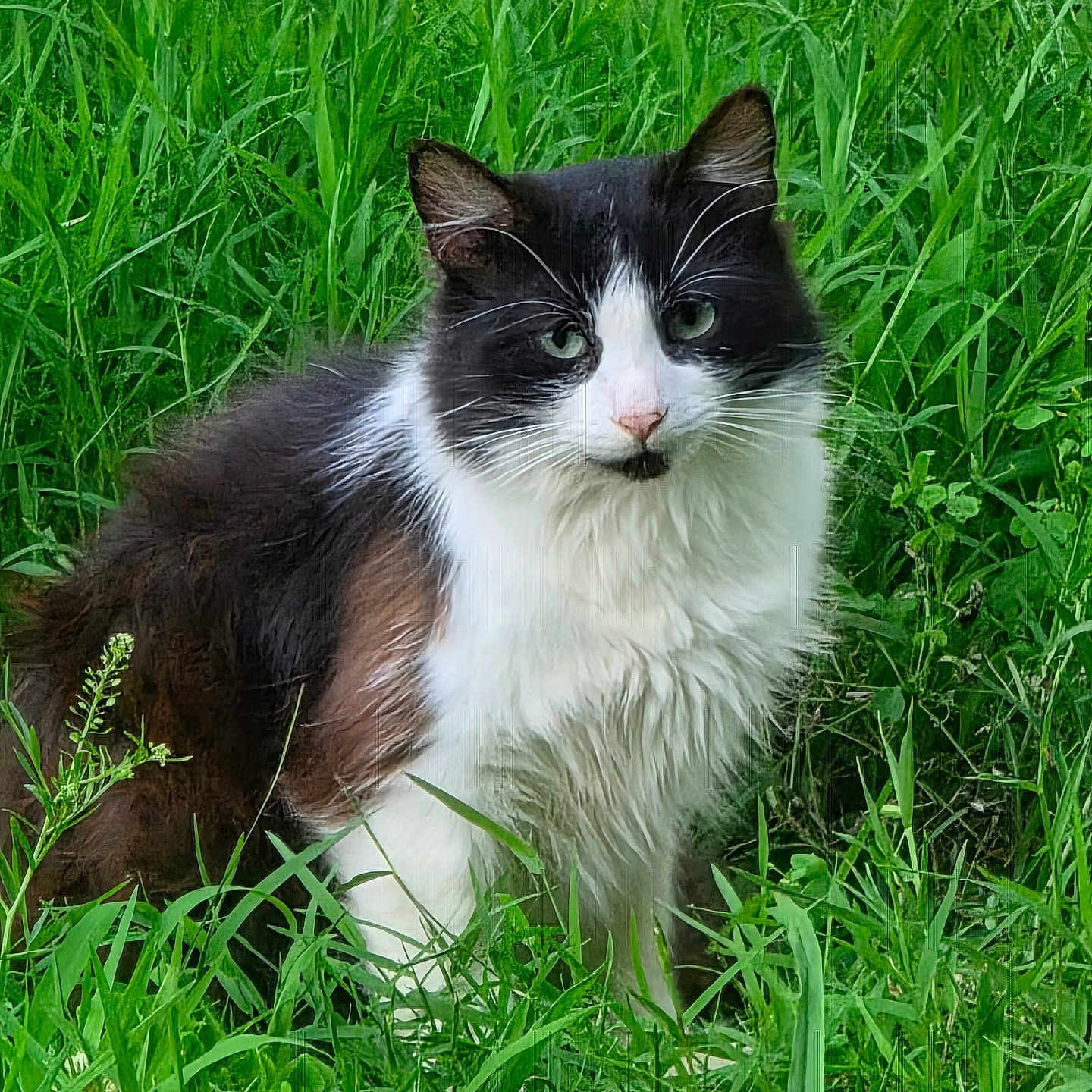 Poofy
