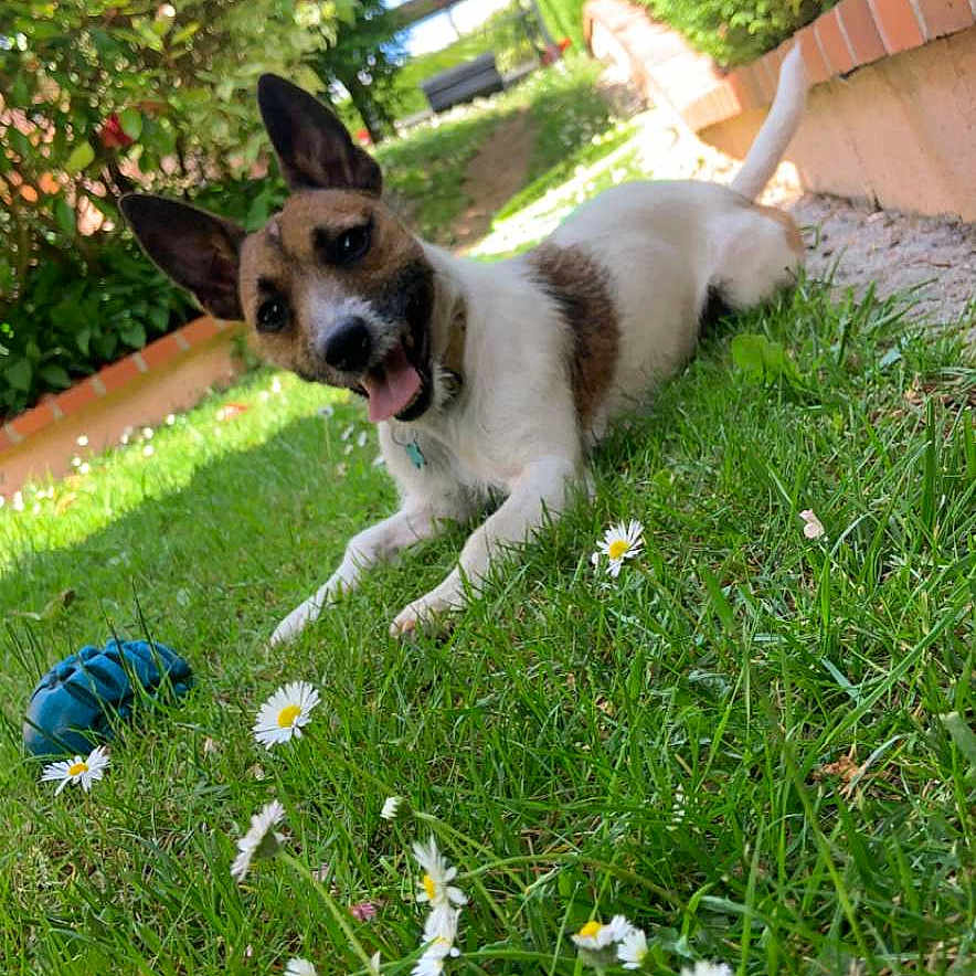 Reese a rejoint le concours — aidez-le/la à gagner de superbes lots ! blue_chew_toy, brick_border, canine, daisies, dog, ears_up, garden, grass, greenery, happy_dog, hedges, lawn, nature, outdoors, pet, playful, relaxed, summer, sunny_day, tongue_out