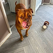 Kingsley is registered to the contest to win money with this photo: animal, brown_dog, canine, coffee_cup_toy, dog, dog_toy, ears, floor, fur, hallway, home, indoor, licking, mouth, nose, pet, tail, tongue, toy, wooden_floor