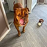 animal, brown_dog, canine, coffee_cup_toy, dog, dog_toy, ears, floor, fur, hallway, home, indoor, licking, mouth, nose, pet, tail, tongue, toy, wooden_floor