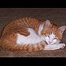 Thomas is registered to the contest to win money with this photo: cat, orange_cat, white_cat, sleeping, curled_up, carpet, pet, animal, feline, resting, indoor, cute, fur, whiskers, ears, tail, mammal, domestic_cat, relaxing, quiet