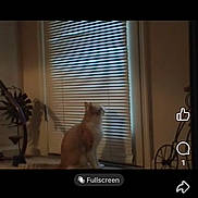 Thomas is registered to the contest to win money with this photo: cat, indoor, window, blinds, pet, animal, curious, sill, feline, home, quiet, light, shadow, domestic, looking, still_life, furniture, decor, daylight, cozy