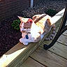 cat, orange_and_white_cat, pet, outdoor, wooden_deck, brick_wall, garden_bed, rocks, plants, sunlight, shadow, relaxed, feline, animal, collar, daylight, resting, curious, nature, chair_leg