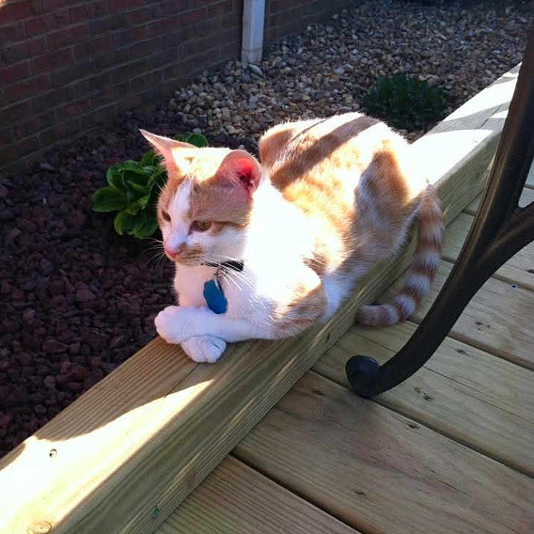 Otis