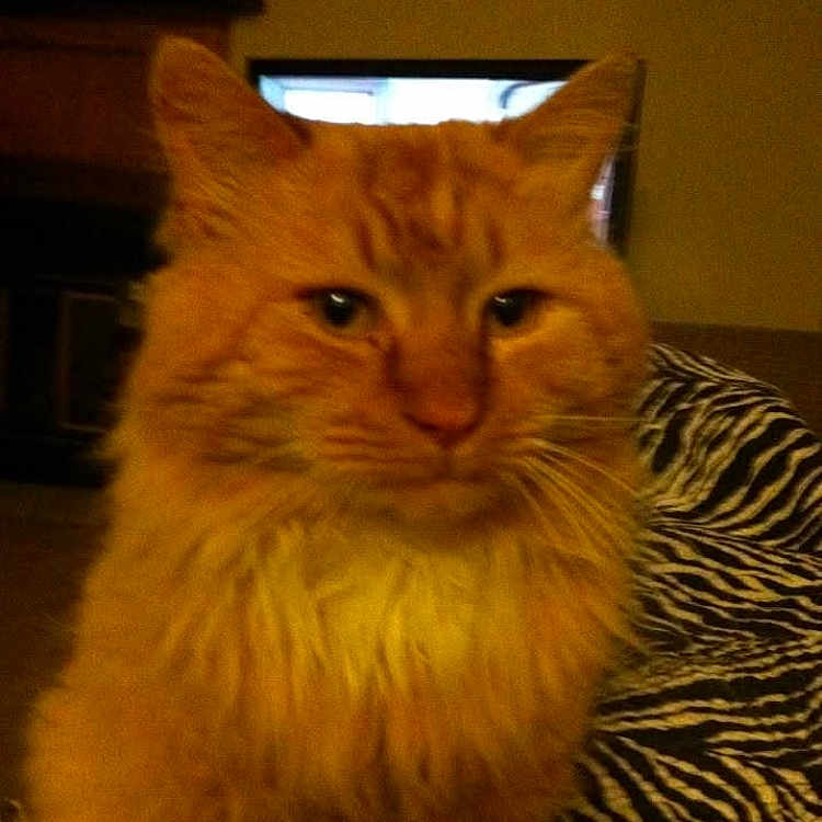 Mandu joined the competition — help win amazing prizes! cat, orange_cat, indoor, pet, feline, animal, zebra_pattern, blanket, television, living_room, fur, whiskers, ears, face, mammal, cute, domestic_animal, sitting, home, cozy