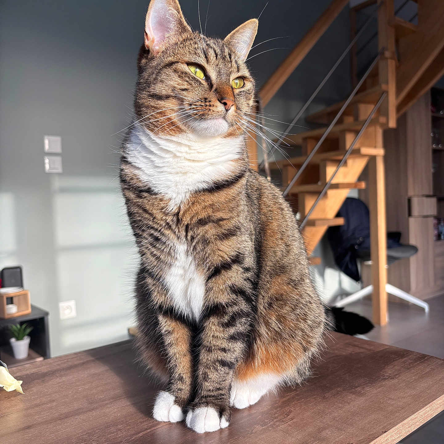 Ruby participe au concours pour gagner de l'argent avec cette photo : abyssinian, animal, architecture, building, cat, chair, furniture, handrail, hardwood, house, housing, indoors, interiordesign, manx, pet, plant, plywood, staircase, table, wood