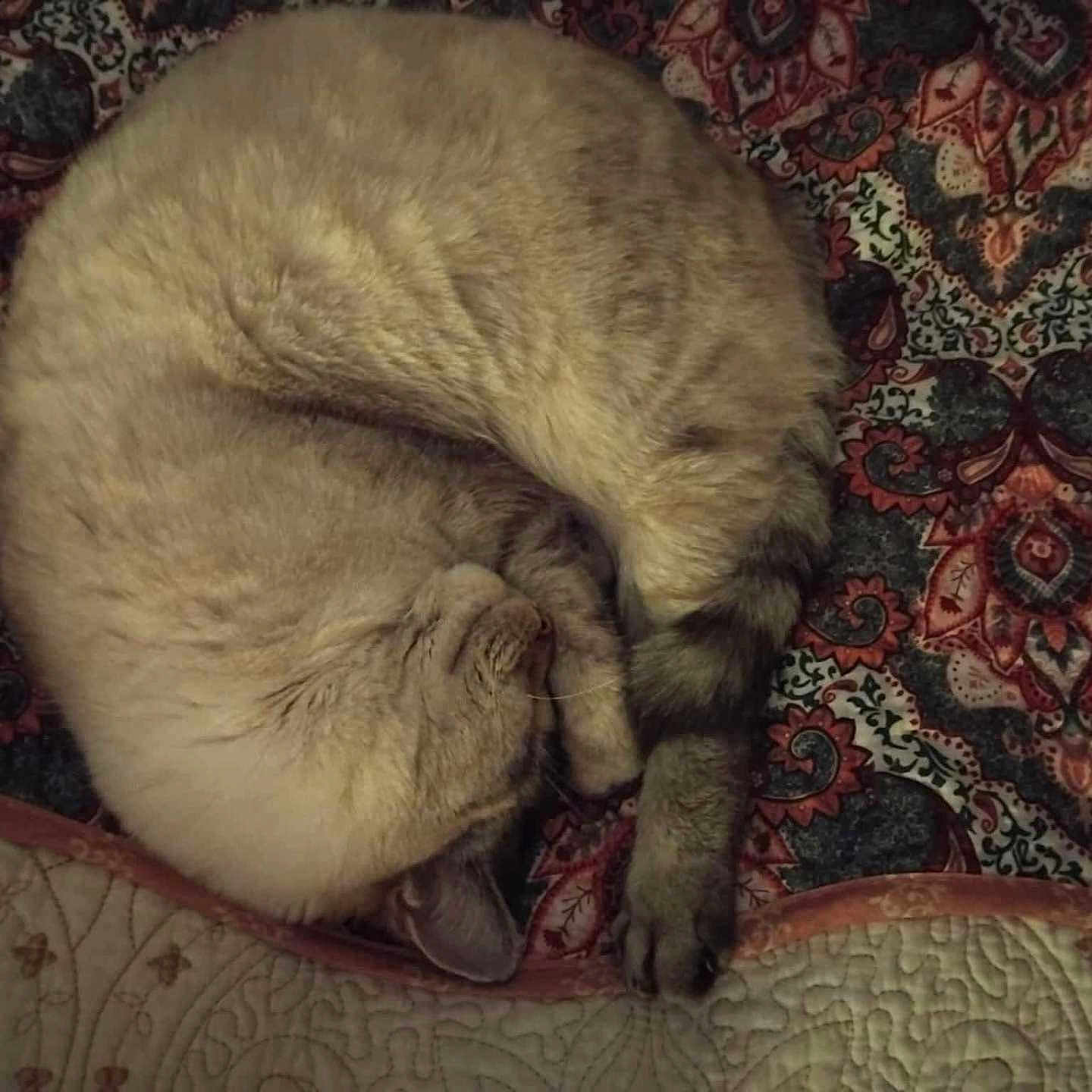 Minette a rejoint le concours — aidez-le/la à gagner de superbes lots ! animal, blanket, cat, cozy, curled_up, cute, domestic_cat, fur, furry, indoor, nap, patterned, paw, pet, relaxed, resting, sleeping, soft, tabby, whiskers