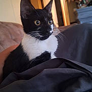 Boe is registered to the contest to win money with this photo: alert, animal, background_blur, black_and_white, cat, close_up, couch, curious, domestic_cat, fabric, flowers, furniture, houseplant, indoor, kitten, pet, relaxed, tuxedo_cat, warm_lighting, whiskers