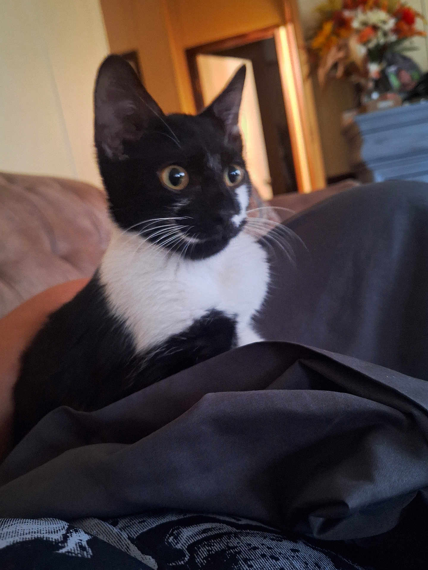 Boe