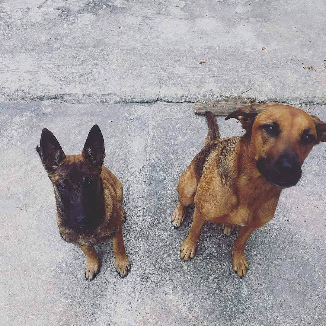 Skyla participe au concours pour gagner de l'argent avec cette photo : ancient_dog_breeds, canidae, carnivore, companion_dog, dog, dog_breed, dog_supply, fawn, guard_dog, liver, paw, pet_supply, snout, sporting_group, street_dog, terrestrial_animal, working_animal, working_dog