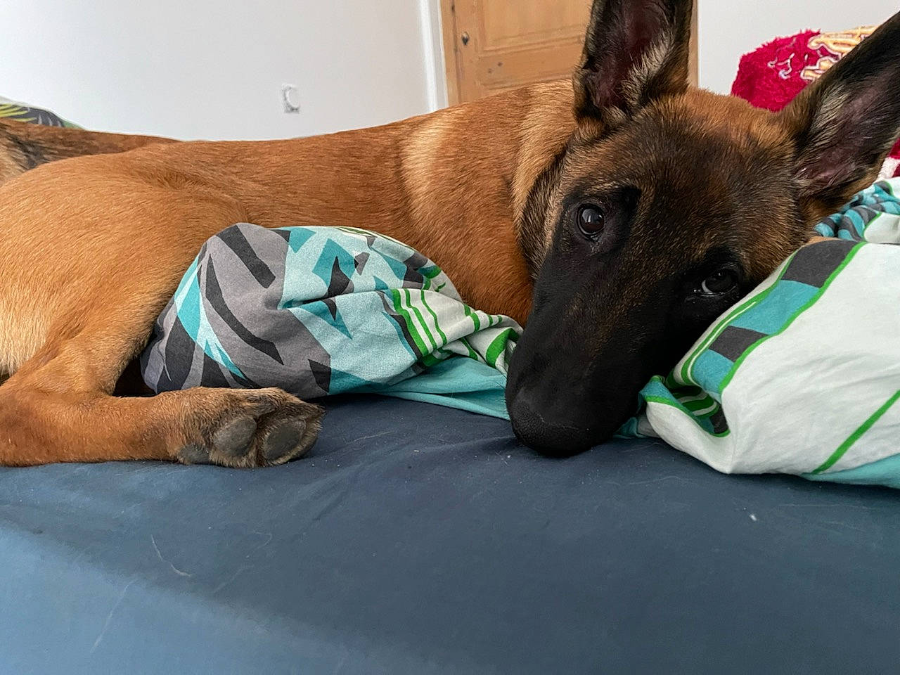 Skyla a rejoint le concours — aidez-le/la à gagner de superbes lots ! canidae, carnivore, collar, comfort, companion_dog, dog, dog_breed, dog_supply, fawn, foot, german_shepherd_dog, human_leg, linens, pet_supply, sitting, snout, sporting_group, terrestrial_animal, whiskers, working_animal