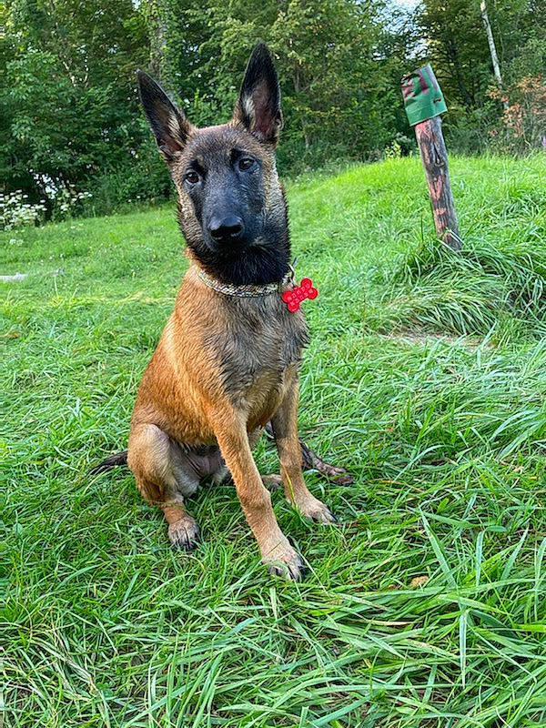 Skyla a rejoint le concours — aidez-le/la à gagner de superbes lots ! canidae, carnivore, collar, companion_dog, dog, dog_breed, dog_supply, fawn, grass, groundcover, guard_dog, hunting_dog, non_sporting_group, plant, snout, sporting_group, terrestrial_animal, tree, working_animal, working_dog