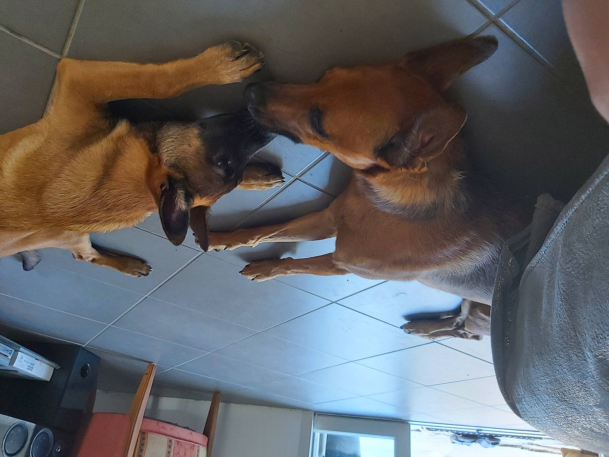 Skyla a rejoint le concours — aidez-le/la à gagner de superbes lots ! canidae, carnivore, ceiling, dog, dog_breed, fawn, fur, liver, snapshot, snout, sporting_group, vehicle, vehicle_door, vertebrate, window, windshield, wood, working_animal