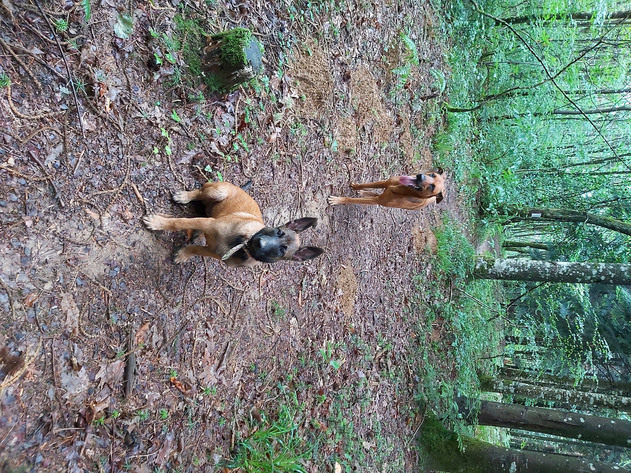 Skyla a rejoint le concours — aidez-le/la à gagner de superbes lots ! _geese_and_swans, ducks, fawn, grass, grass_family, green, groundcover, jungle, natural_landscape, plant, tail, terrestrial_animal, tree, trunk, wildlife, wood