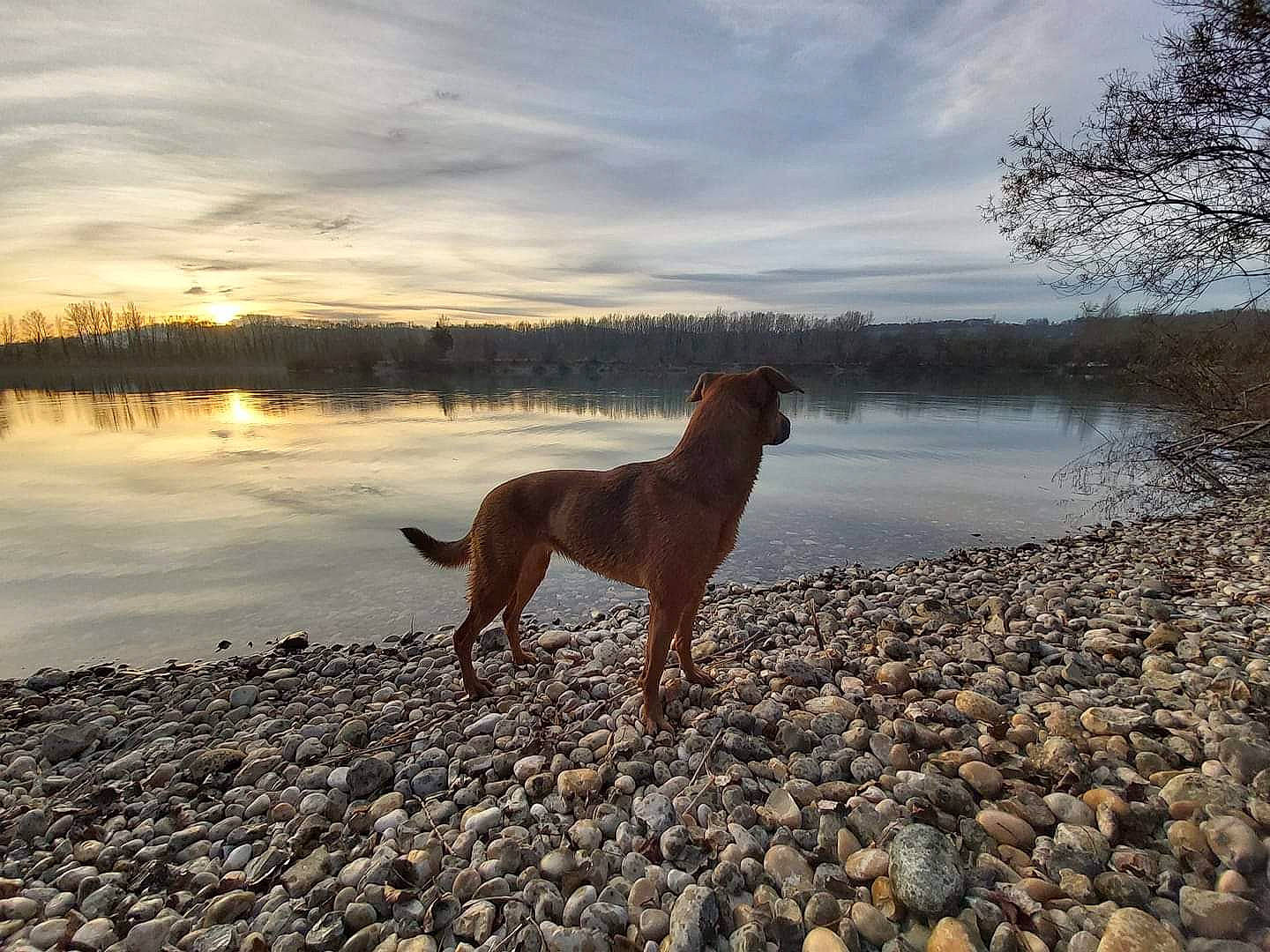 Missouri a rejoint le concours — aidez-le/la à gagner de superbes lots ! africanis, bank, canidae, carnivore, cloud, dog, dog_breed, evening, fawn, hunting_dog, mammal, nova_scotia_duck_tolling_retriever, rhodesian_ridgeback, sky, sporting_group, vertebrate, vizsla