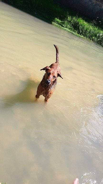 Missouri participe au concours pour gagner de l'argent avec cette photo : border_terrier, cairn_terrier, canidae, carnivore, dog, dog_breed, sporting_group, tail