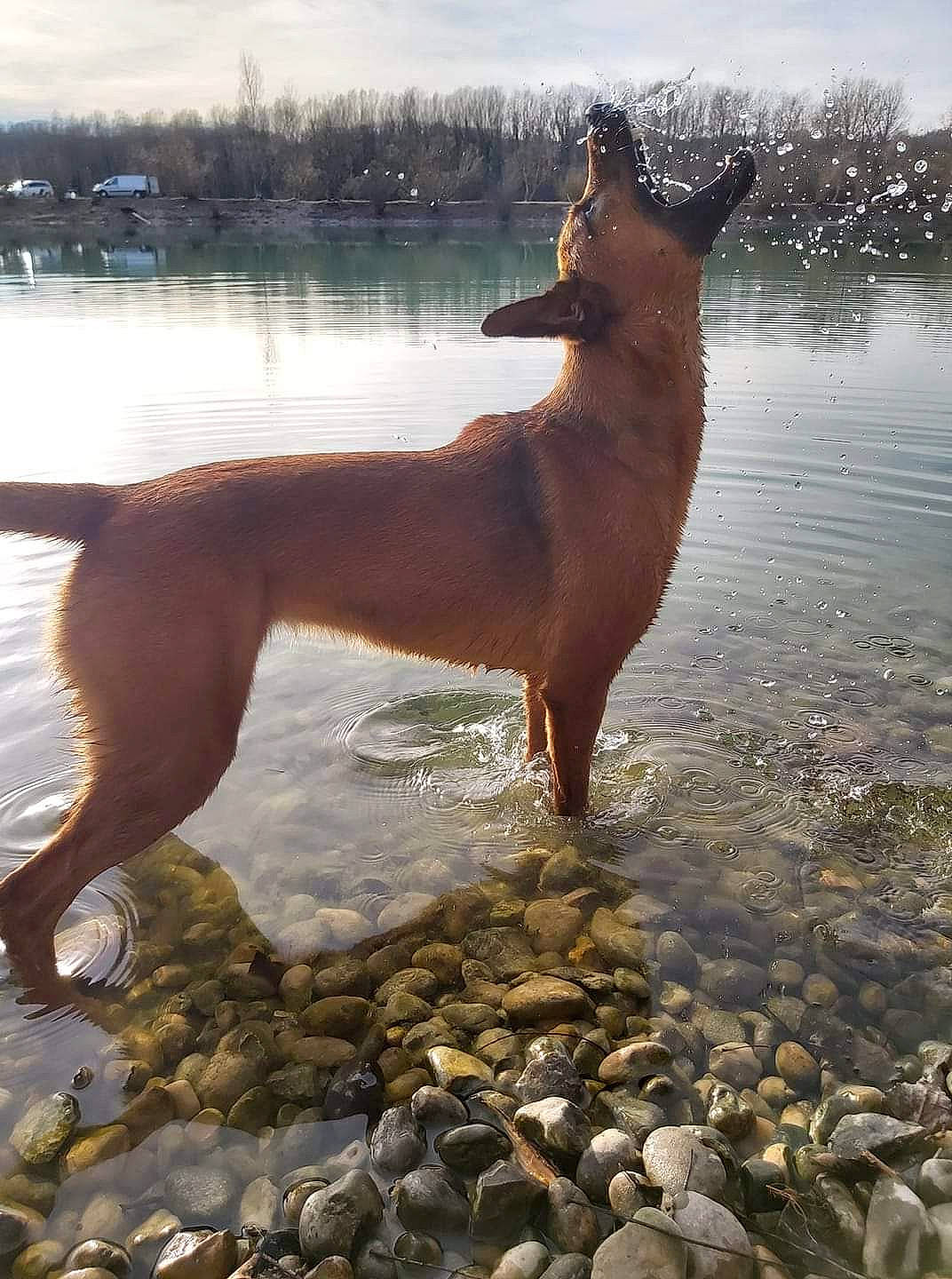 Missouri participe au concours pour gagner de l'argent avec cette photo : africanis, ancient_dog_breeds, belgian_shepherd_malinois, canidae, carnivore, carolina_dog, dog, dog_breed, ibizan_hound, mammal, pariah_dog, vertebrate