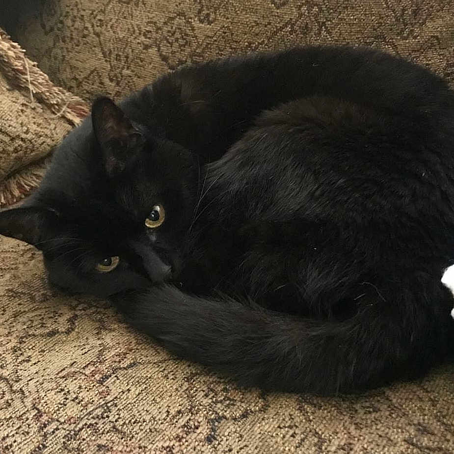 Shadow joined the competition — help win amazing prizes! asian, black, black_cat, bombay, carnivore, cat, domestic_long_haired_cat, domestic_short_haired_cat, eye, felidae, fur, korat, mammal, nebelung, small_to_medium_sized_cats, tail, whiskers