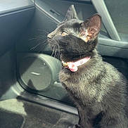 Momo is registered to the contest to win money with this photo: black_cat, cat, pet, animal, car_interior, car_seat, collar, sunlight, window, curious, feline, domestic_cat, whiskers, ears, floor_mat, dashboard, car_door, indoor, side_view, seat_cover