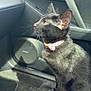 black_cat, cat, pet, animal, car_interior, car_seat, collar, sunlight, window, curious, feline, domestic_cat, whiskers, ears, floor_mat, dashboard, car_door, indoor, side_view, seat_cover