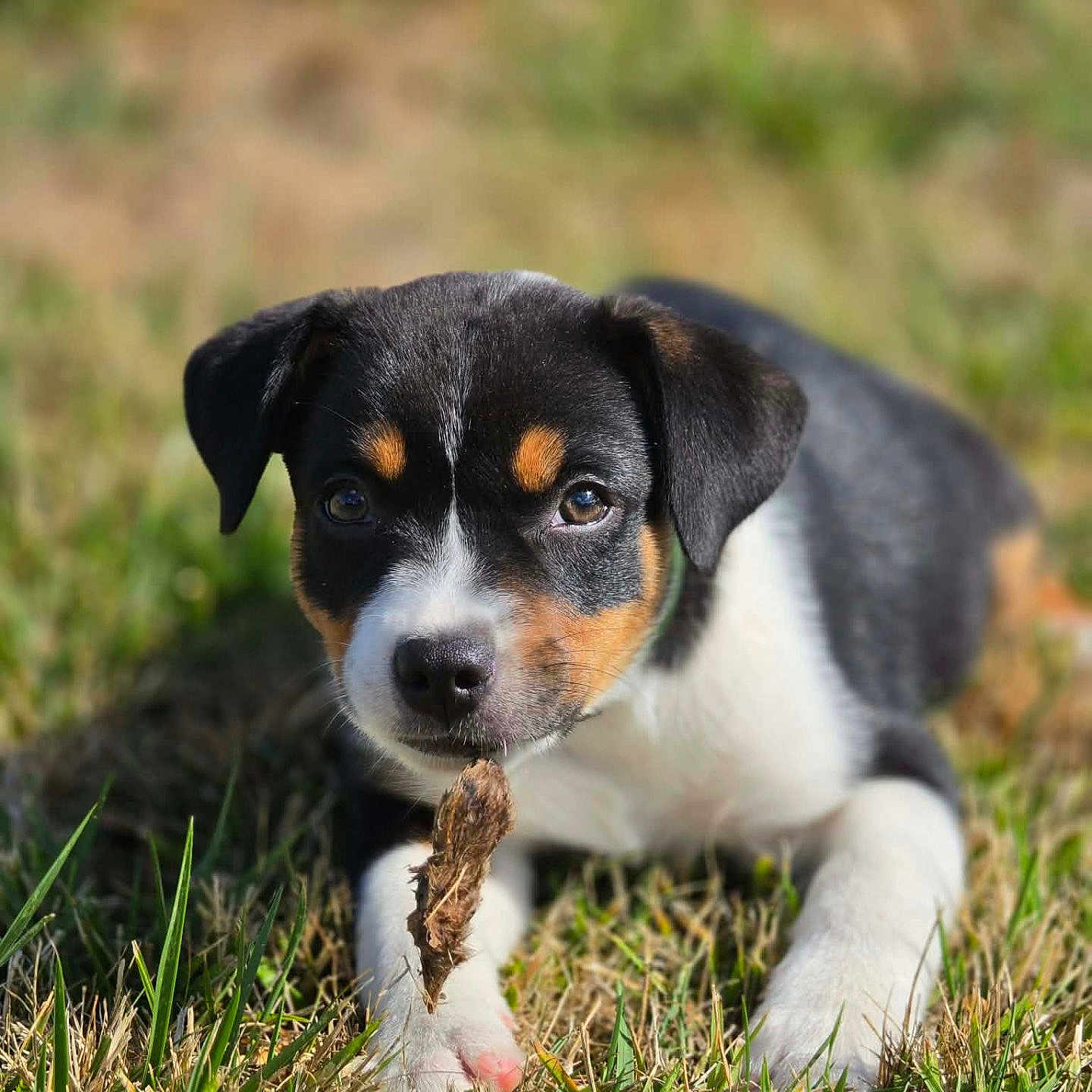 Nala