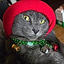 cat, gray_cat, red_beanie, green_beads, jingle_bells, close_up, indoor, pet, feline, yellow_eyes, whiskers, fur, holiday_accessories, cute, portrait, animal, domestic_cat, headwear, necklace, festive