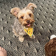 Issabelle joined the competition — help win amazing prizes! dog, small_dog, yellow_bandana, carpet, foot, toy, orange_toy, brown_toy, indoor, pet, happy, looking_up, furry, cute, playful, companion, animal, home, floor, portrait