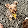 dog, small_dog, yellow_bandana, carpet, foot, toy, orange_toy, brown_toy, indoor, pet, happy, looking_up, furry, cute, playful, companion, animal, home, floor, portrait