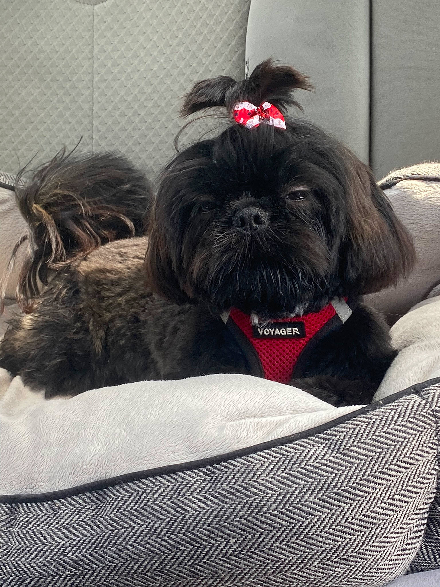Daisy is registered to the contest to win money with this photo: canidae, carnivore, comfort, companion_dog, dog, dog_bed, dog_breed, dog_supply, fur, liver, non_sporting_group, pet_supply, shih_poo, shih_tzu, small_terrier, snout, sporting_group, terrier, toy_dog, working_animal