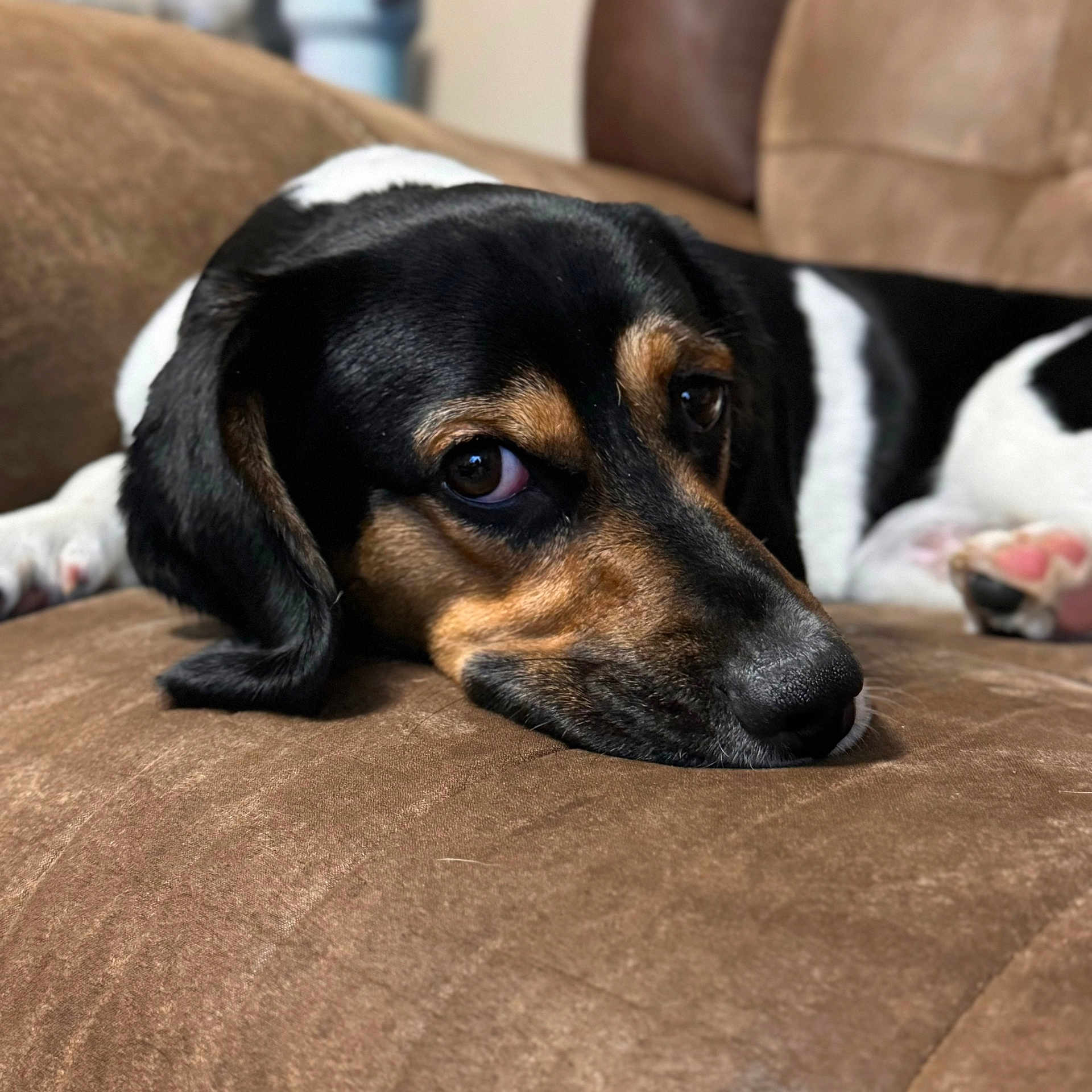 Milo is registered to the contest to win money with this photo: animal, beagle, blanket, canine, couch, cushion, dog, furniture, homedecor, hound, labradorretriever, person, pet, puppy, sleeping, snout