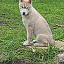 animal, arcticfox, canine, cat, coyote, dog, eskimodog, fox, grass, greyfox, husky, kitfox, pet, plant, puppy, redwolf, soil, whitedog, wolf, zoo