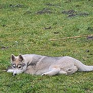 Athena participe au concours pour gagner de l'argent avec cette photo : animal, canine, dog, field, fox, grass, grassland, greyfox, husky, kitfox, lawn, nature, outdoors, pet, plant, puppy, redwolf, soil, wolf, zoo