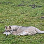 animal, canine, dog, field, fox, grass, grassland, greyfox, husky, kitfox, lawn, nature, outdoors, pet, plant, puppy, redwolf, soil, wolf, zoo