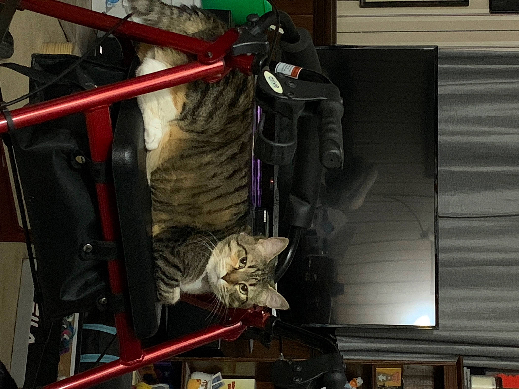 Little Miss is registered to the contest to win money with this photo: carnivore, cat, clothes_hanger, domestic_short_haired_cat, electrical_wiring, felidae, fur, machine, room, small_to_medium_sized_cats, tail, tire, whiskers, window, wood