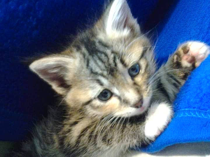 Little Miss is registered to the contest to win money with this photo: carnivore, cat, claw, cloud, comfort, domestic_short_haired_cat, door, electric_blue, eye, felidae, fur, head, paw, photography, sky, small_to_medium_sized_cats, snout, terrestrial_animal, whiskers, wildlife