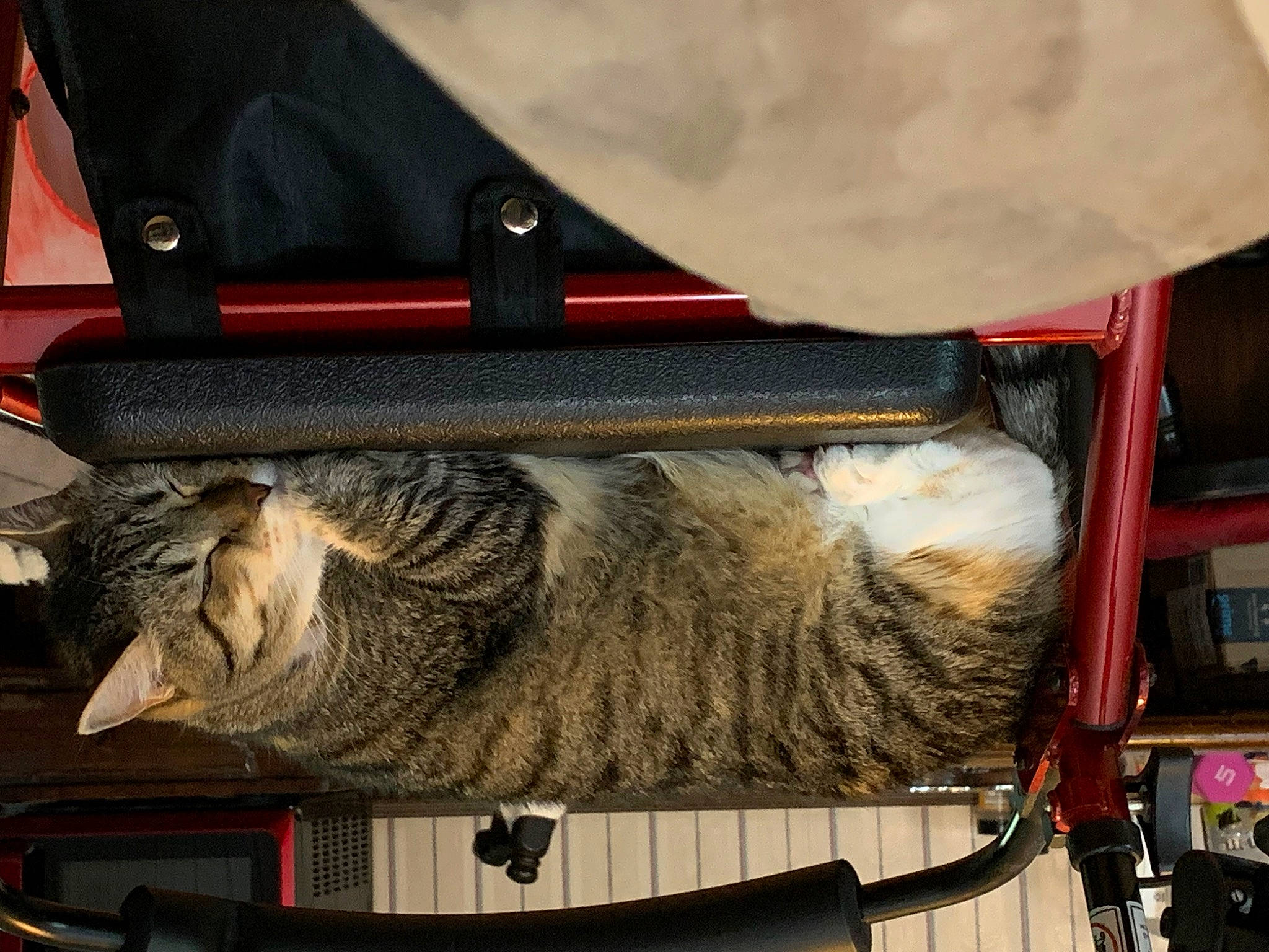 Little Miss is registered to the contest to win money with this photo: auto_part, automotive_exterior, bag, baggage, carnivore, cat, claw, domestic_short_haired_cat, fashion_accessory, felidae, fur, luggage_and_bags, metal, motor_vehicle, personal_protective_equipment, small_to_medium_sized_cats, tail, whiskers, wood