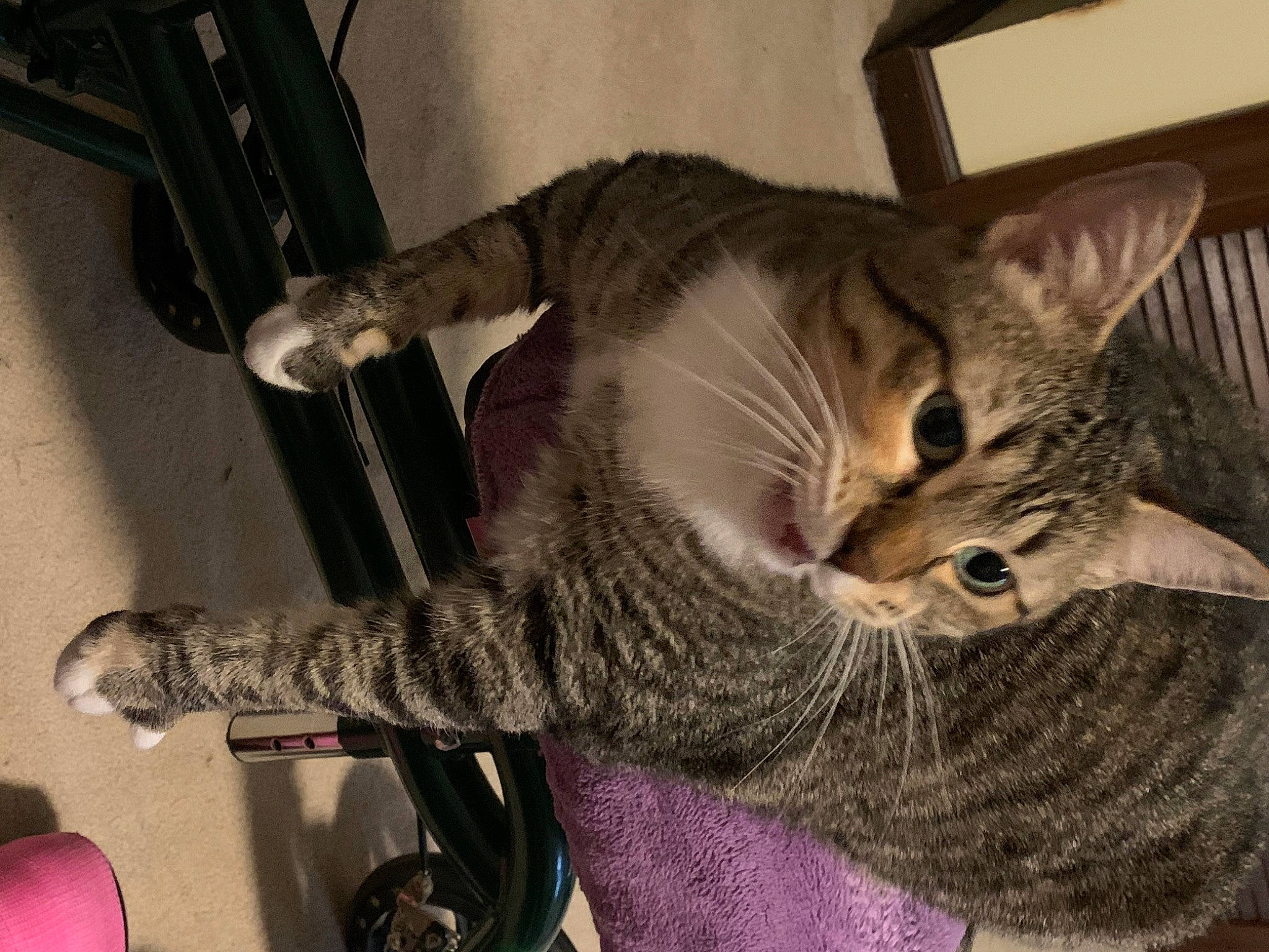 Little Miss is registered to the contest to win money with this photo: automotive_tire, carnivore, cat, claw, comfort, domestic_short_haired_cat, felidae, fur, knitting, mammal, small_to_medium_sized_cats, snout, tail, thread, tire, whiskers, woolen