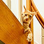 cat, orange_tabby, pet, wood, staircase, paw, curious, indoor, feline, animal, whiskers, ears, fur, looking, playful, vertical, railing, closeup, domestic_cat, house