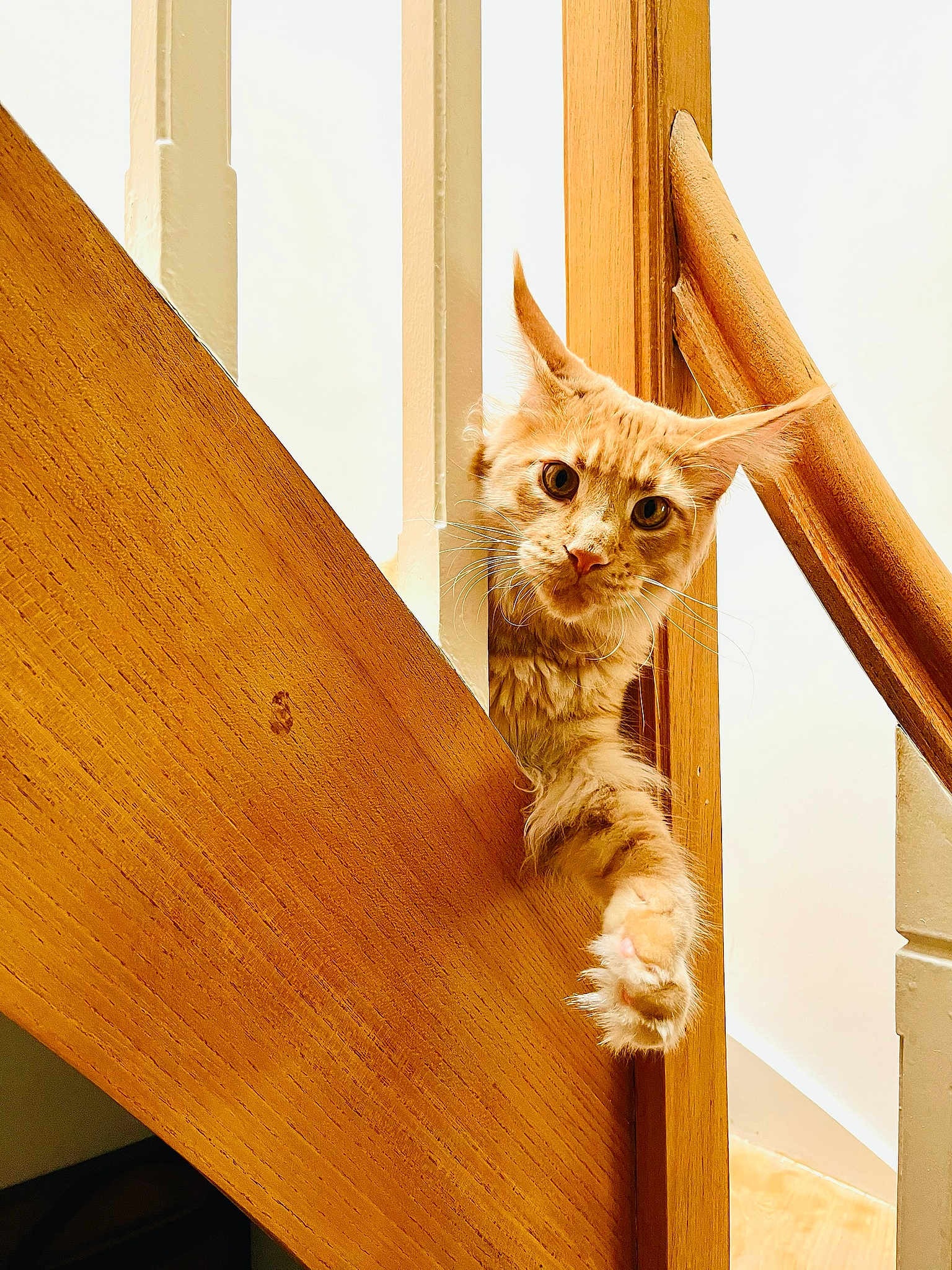 Ragnar participe au concours pour gagner de l'argent avec cette photo : cat, orange_tabby, pet, wood, staircase, paw, curious, indoor, feline, animal, whiskers, ears, fur, looking, playful, vertical, railing, closeup, domestic_cat, house