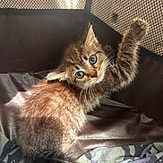 Twilight joined the competition — help win amazing prizes! kitten, cat, brown_fur, tabby, paw, mesh, cage, curious, eyes, fur, pet, animal, indoor, fabric, camouflage, sunlight, stretching, closeup, cute, young