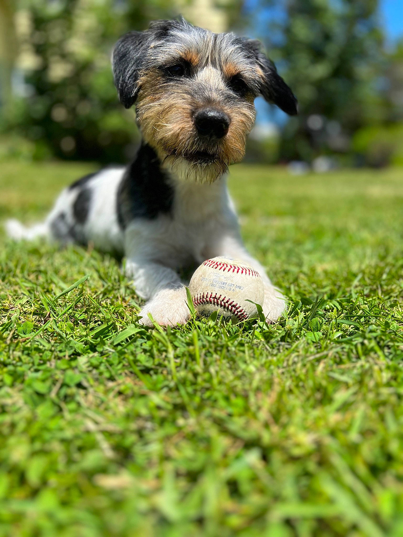 Dasher joined the competition — help win amazing prizes! ball, carnivore, companion_dog, dog, dog_breed, grass, grassland, happy, lawn, people_in_nature, plant, small_terrier, snout, sporting_group, sports_equipment, tail, tennis_ball, terrier, toy_dog, tree