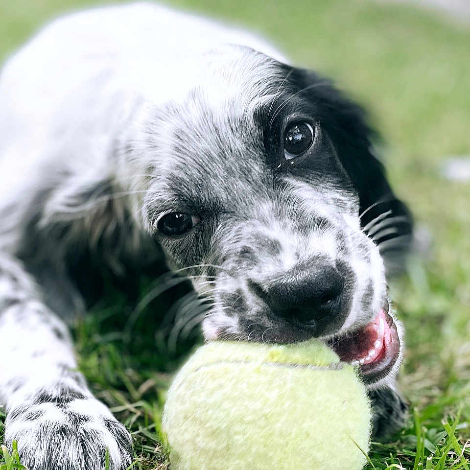 Vahia participe au concours pour gagner de l'argent avec cette photo : animal, ball, canine, cockerspaniel, dog, football, grass, hound, lawn, pet, plant, pointer, puppy, racket, soccer, soccerball, sphere, sport, tennis, tennisball