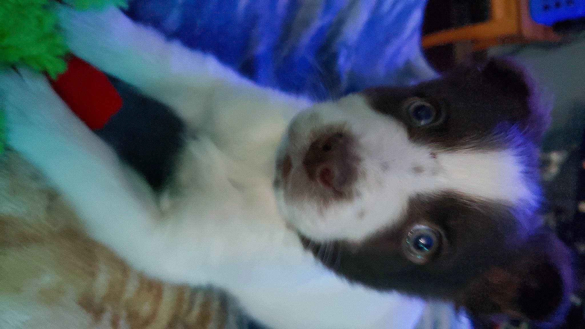 Bandit is registered to the contest to win money with this photo: carnivore, companion_dog, dog, dog_breed, electric_blue, fur, non_sporting_group, sporting_group, toy_dog, whiskers, working_animal