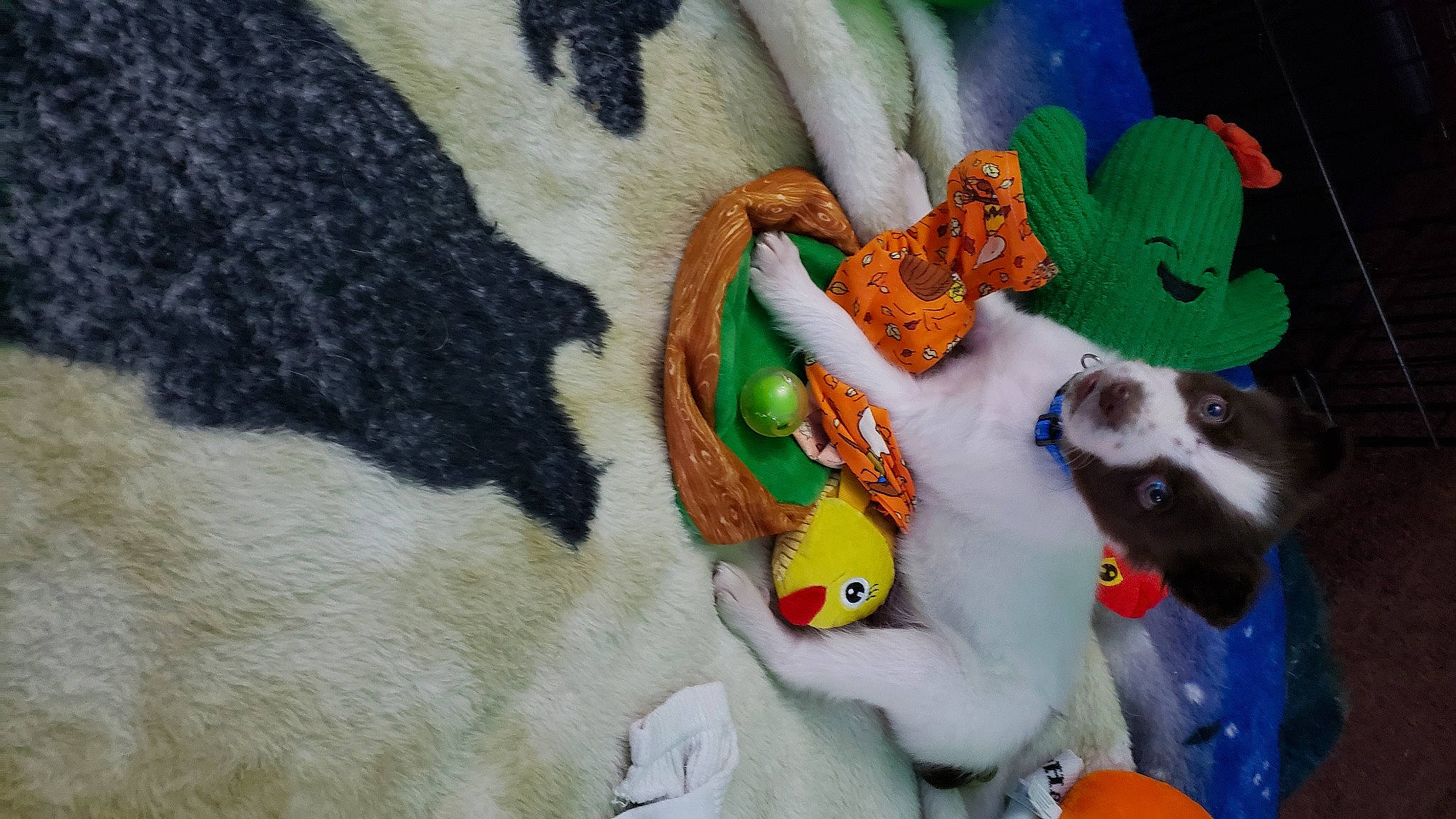 Bandit joined the competition — help win amazing prizes! art, baby_products, cap, fashion_accessory, fawn, fictional_character, fur, hat, headgear, linens, plush, sleeve, stuffed_toy, sun_hat, textile, toy, visual_arts, wool, woolen, woven_fabric