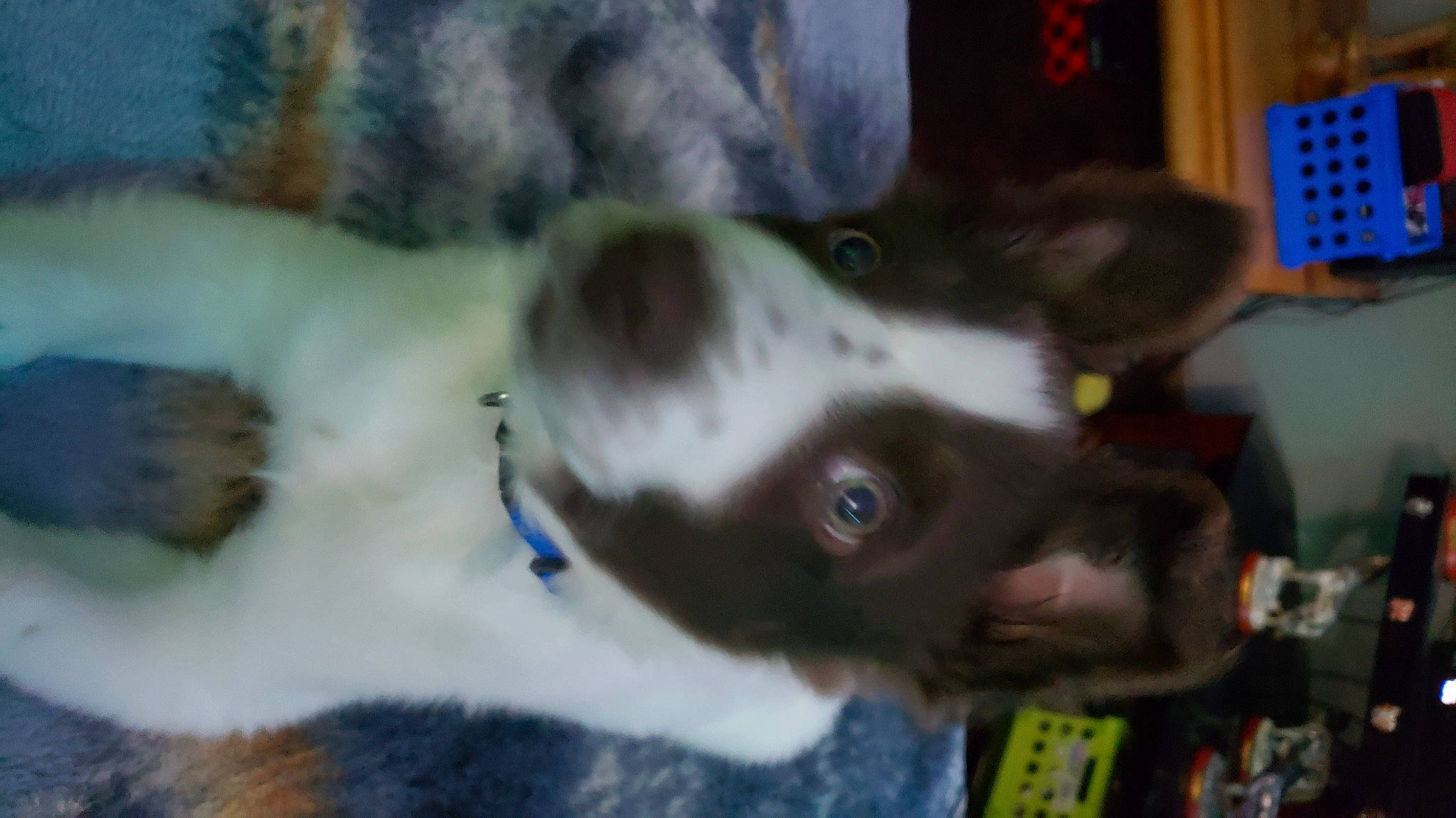 Bandit joined the competition — help win amazing prizes! canidae, carnivore, collar, companion_dog, dog, dog_breed, dog_collar, ear, fawn, fur, liver, non_sporting_group, snout, sporting_group, whiskers, working_animal, working_dog