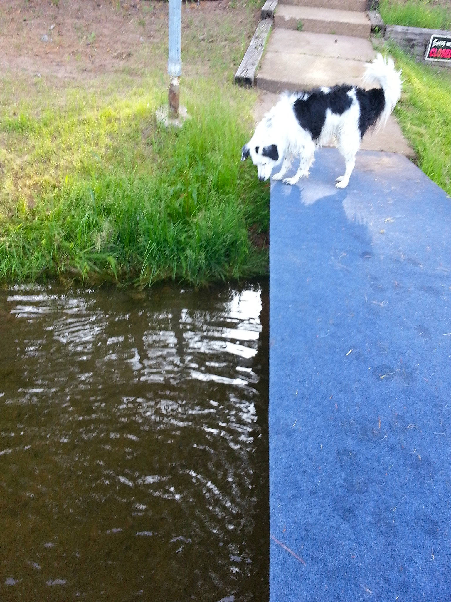 Regie Blue is registered to the contest to win money with this photo: asphalt, canidae, carnivore, chair, companion_dog, dog, dog_breed, felidae, grass, lake, leisure, plant, road_surface, shadow, shrub, sidewalk, sporting_group, tail, water, working_dog