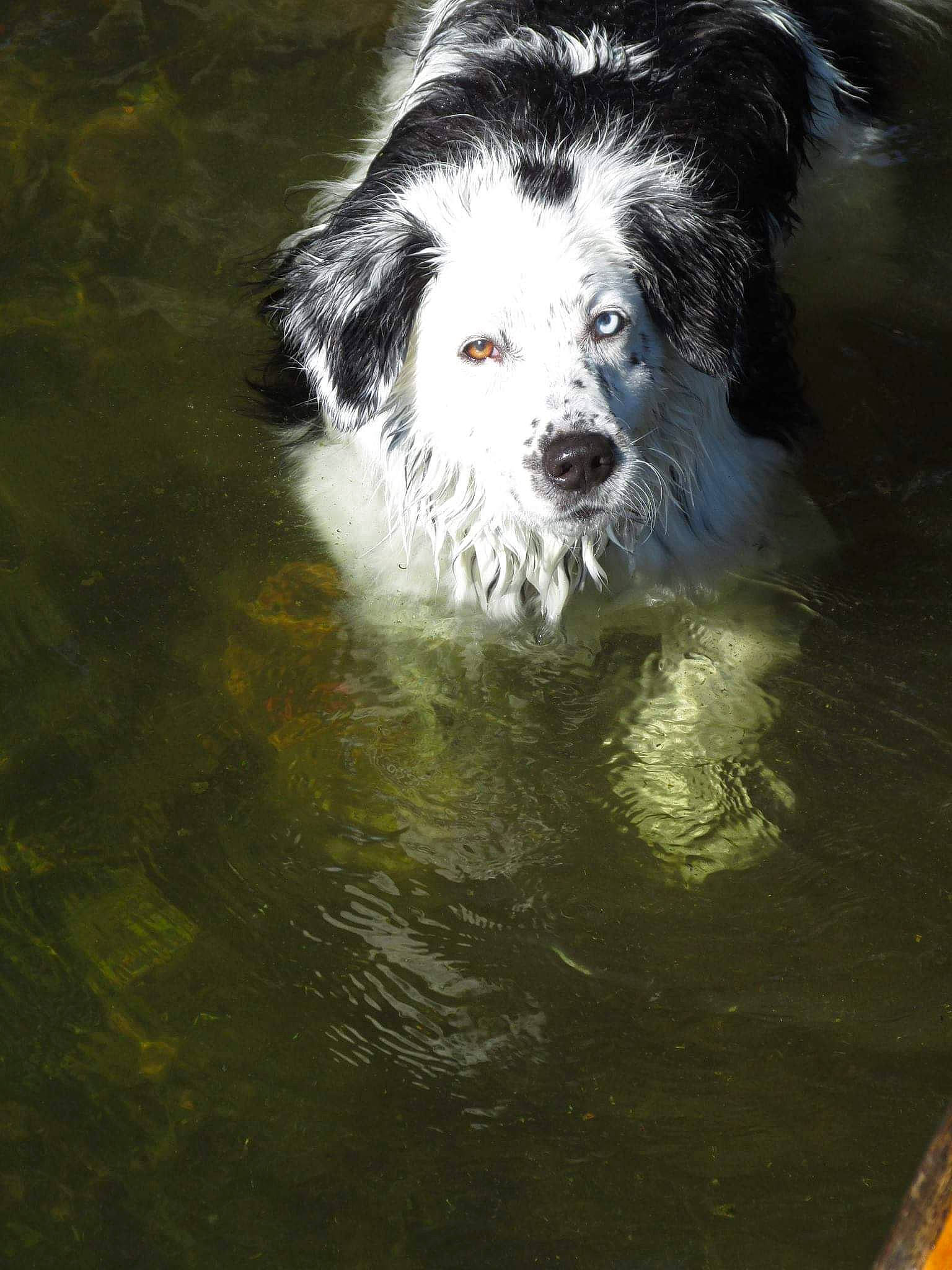 Regie Blue is registered to the contest to win money with this photo: ancient_dog_breeds, art, canidae, carnivore, companion_dog, dog, dog_breed, fur, herding_dog, puppy, snout, sporting_group, terrestrial_animal, toy_dog, water, water_resources, watercourse, whiskers, working_animal, working_dog