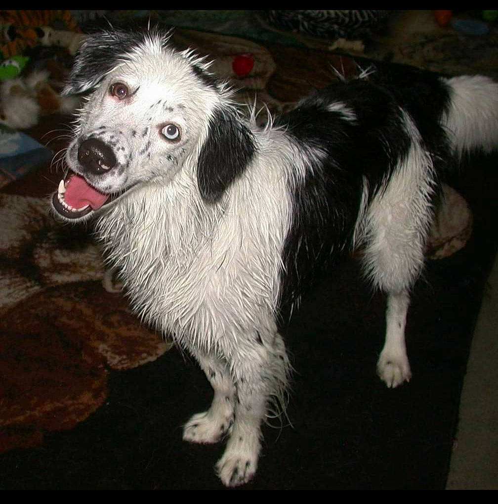 Regie Blue is registered to the contest to win money with this photo: ancient_dog_breeds, canidae, carnivore, companion_dog, dog, dog_breed, fur, herding_dog, sighthound, silken_windhound, snout, spaniel, sporting_group, tail, terrestrial_animal, terrier, water_dog, whiskers, working_animal