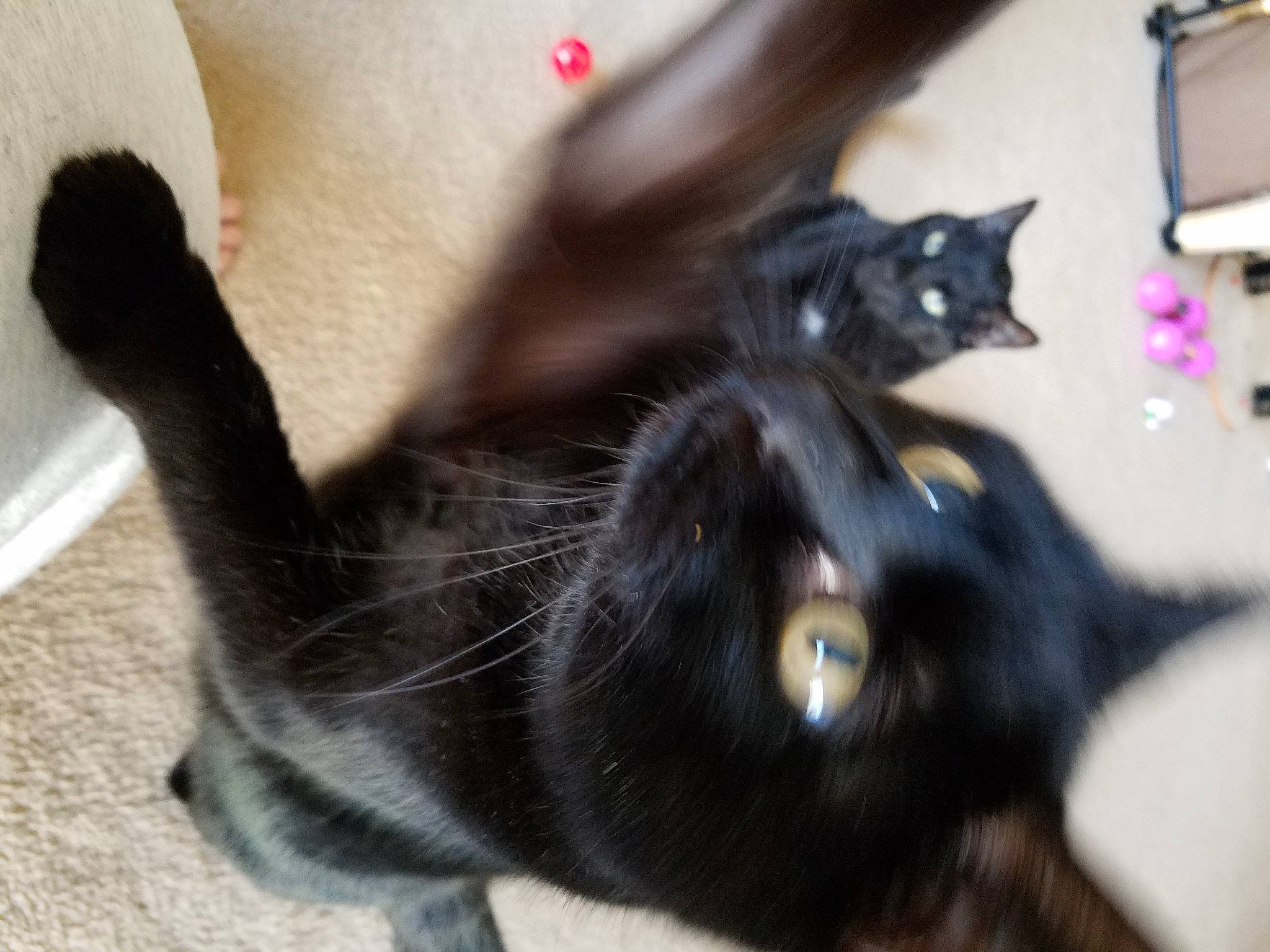 Cinder is registered to the contest to win money with this photo: black_cat, bombay, carnivore, cat, claw, dog_breed, domestic_short_haired_cat, ear, felidae, foot, fur, gesture, human_leg, paw, plant, small_to_medium_sized_cats, tail, terrestrial_animal, whiskers