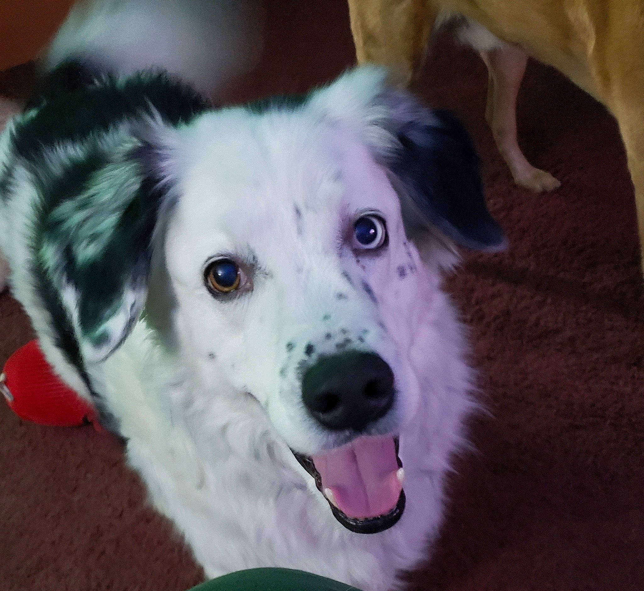 Regie Blue joined the competition — help win amazing prizes! carnivore, companion_dog, dog, dog_breed, dog_supply, fur, plant, sporting_group, terrestrial_animal, vertebrate, whiskers, working_animal, working_dog